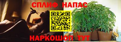 индика Будённовск